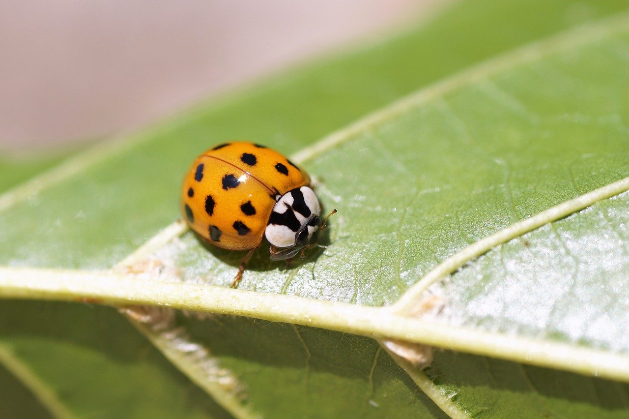 insect bites